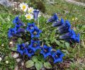 Gentiana clusii